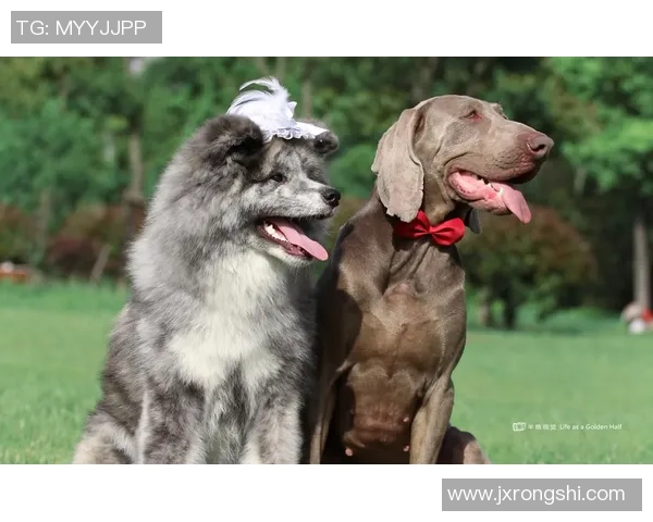 足球明星与他们忠实的狗狗们共同谱写的温馨故事 足球明星与他们忠实的狗狗们共同谱写的温馨故事