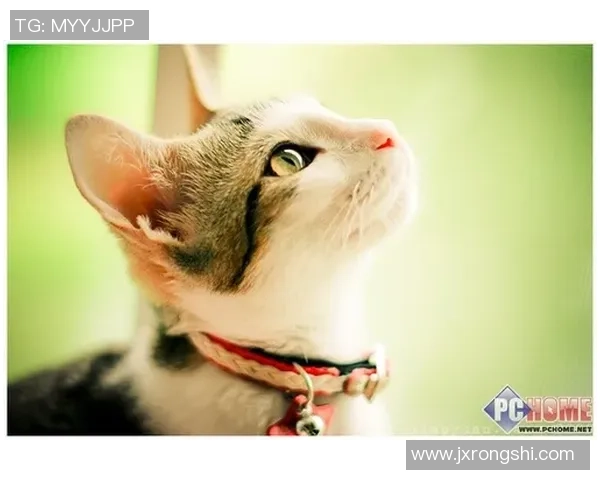 足球明星们的爱宠猫咪名字大揭秘你知道多少呢 足球明星们的爱宠猫咪名字大揭秘你知道多少呢